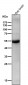 Anti-CCR3 Rabbit Monoclonal Antibody
